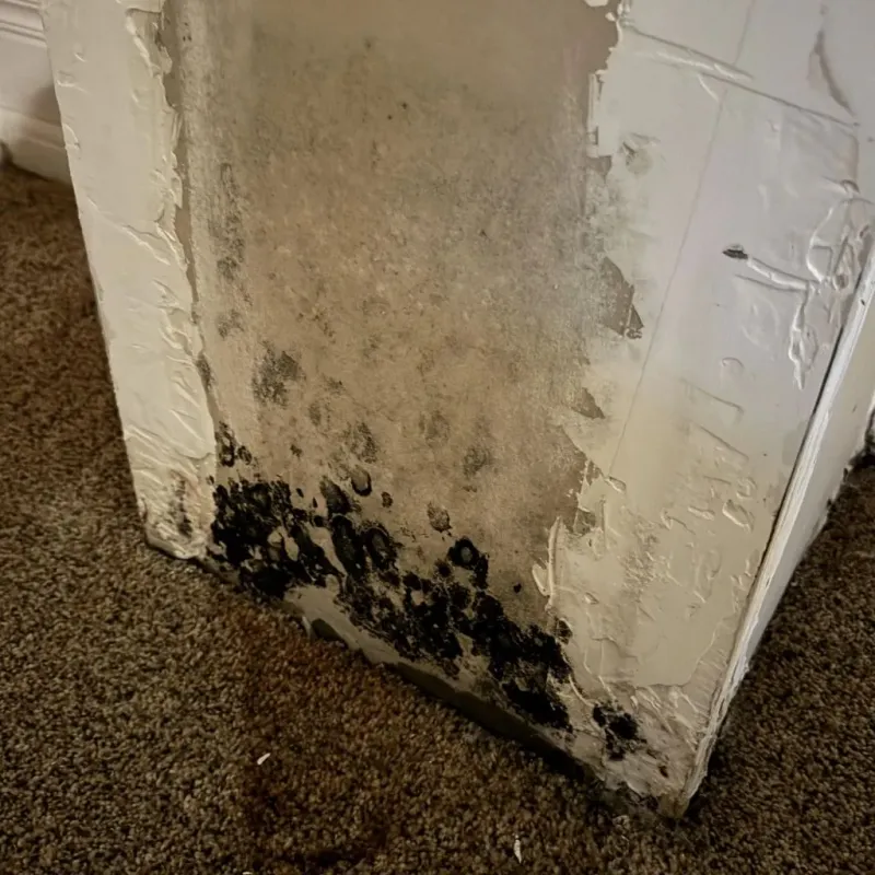 Professional Mold Removal in New Preston, CT